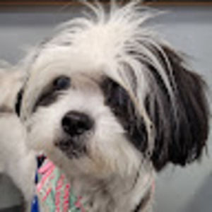 Meet your Posher, Debbie